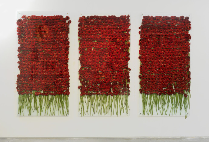 כ-1,500 גרברות אדומות מזן "ביוטי", אניה גלאצ'יו (צילום:  אלי פוזנר, מוזיאון ישראל)