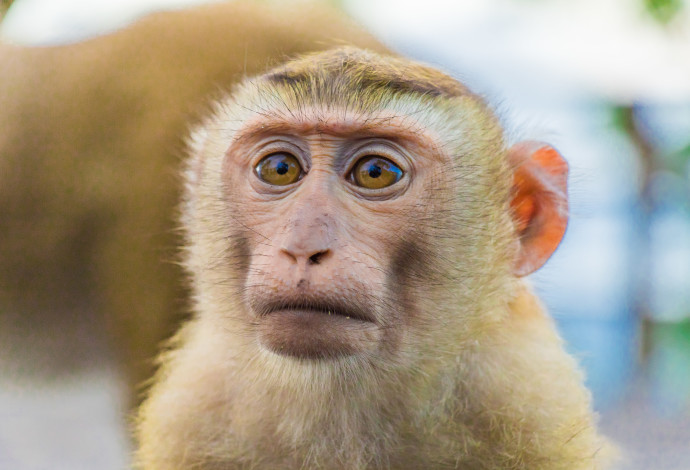 קוף. הבטחה לראיה איכותית מהעין האנושית (צילום:  www.ingimage.com)