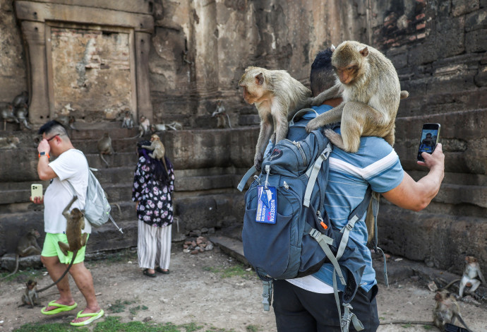 הקופים השתלטו על העיירה התאילנדית והמשטרה עצרה כמה מהם (צילום:  רויטרס)