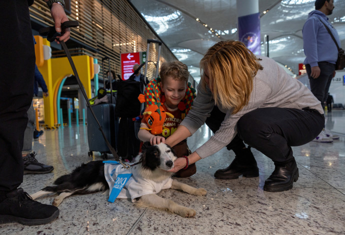 צוות של חמישה כלבים עובד בנמל התעופה איסטנבול (צילום:  רויטרס)
