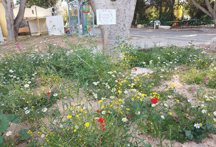 הפרחים בקיבוץ גבים (צילום:  ניצן בן טל)