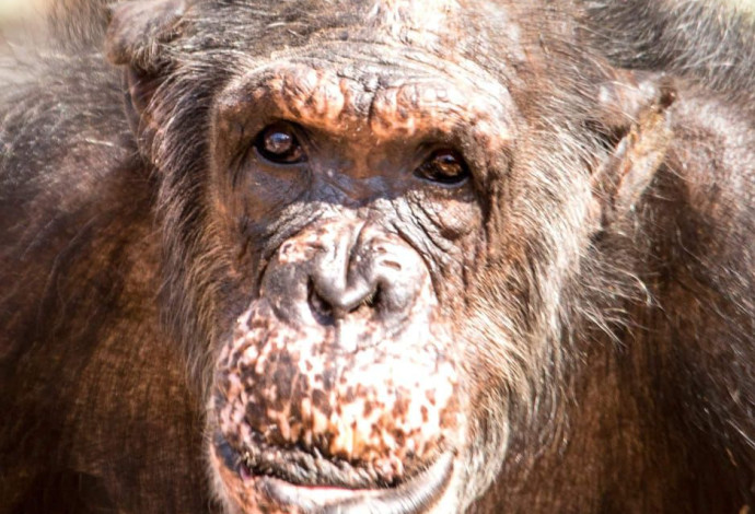 שושי השימפנזה (צילום:  דוברות הספארי)