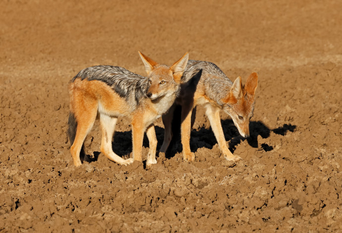 תנים. סכנת כלבת וטטנוס (צילום:  Canis mesomelas, Mokala National Park, South Africa)