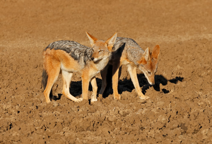 תנים. סכנת כלבת  (צילום:  Canis mesomelas, Mokala National Park, South Africa)