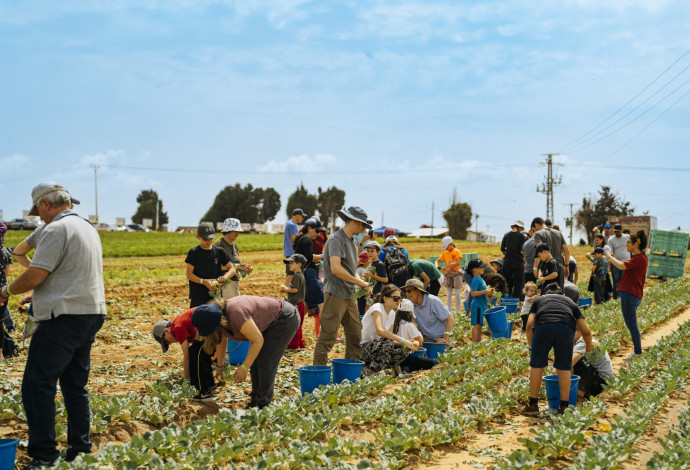 חקלאים בישראל (צילום:  אמיר יעקובי)