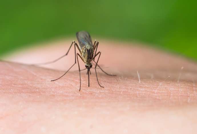 יתושה (צילום:  אינגאימג')