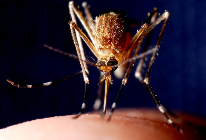 יתושה מוצצת דם ומדביקה בנגיף (צילום: iStock)