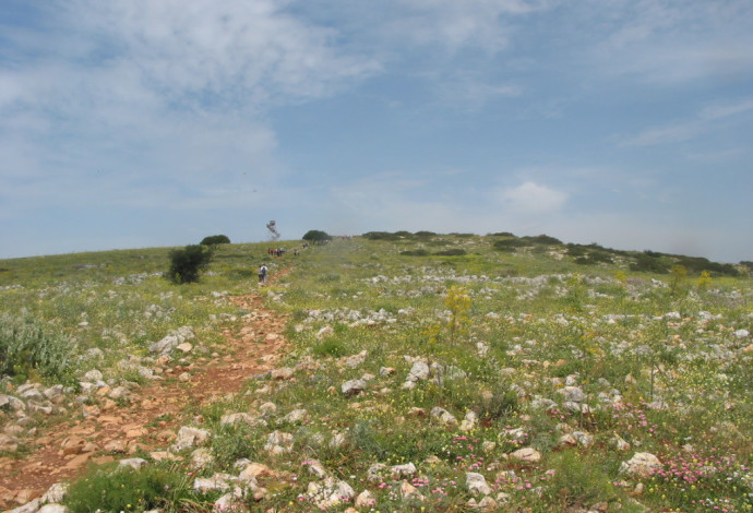 פריחה בשמורת טבע גלבוע  (צילום:  יריב מליחי, רשות הטבע והגנים)