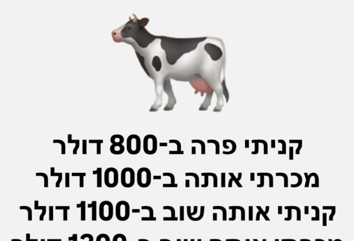 חידה (צילום:  מעריב אונליין)