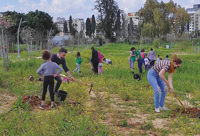 מנטיעות בכפר סבא (צילום:  דניאל כץ)