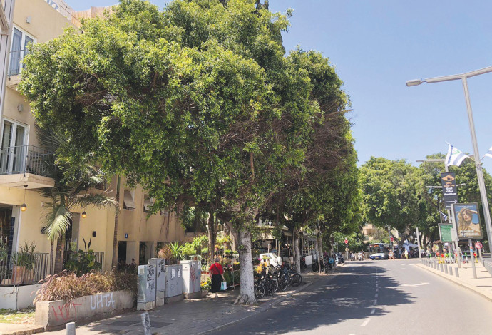 עץ (צילום:  משרד החקלאות)