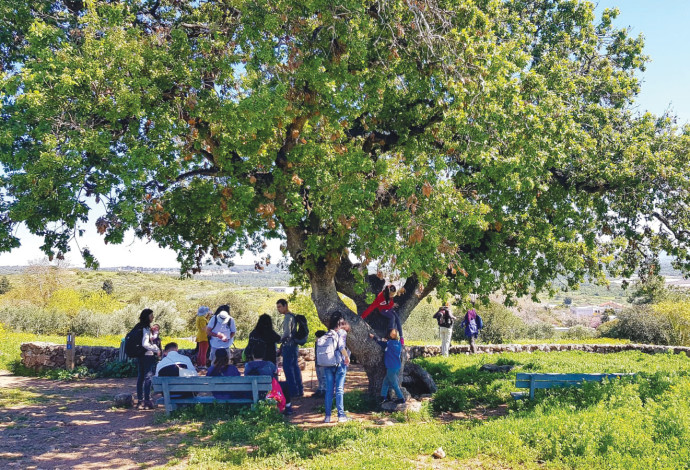 פארק רמת הנדיב (צילום:  רוני קיסרי)