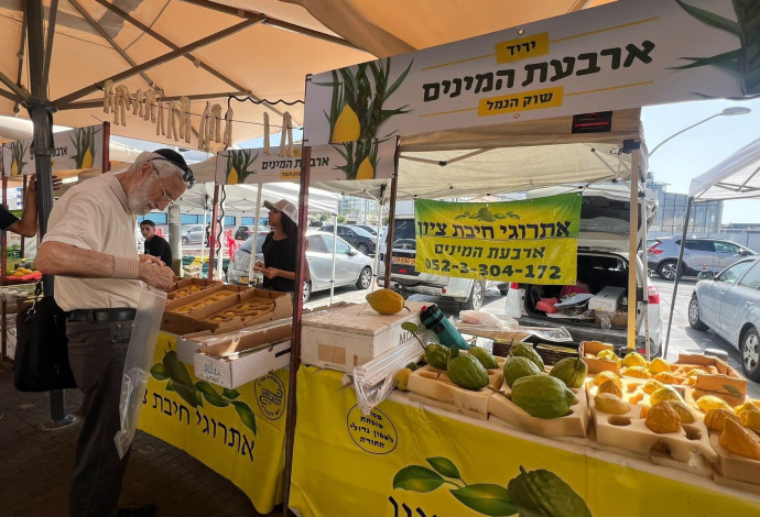 יריד ארבעת המינים בשוק הנמל, נמל תל אביב (צילום:  גל יערי)