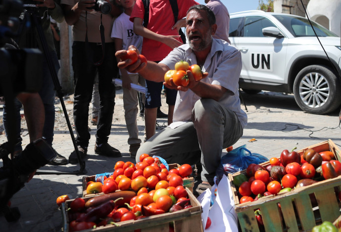 עגבניות בעזה (צילום:   REUTERS/Suhaib Salem)