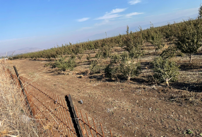 מטע שהושחת בצפון (צילום:  שימוש לפי סעיף 27 א')
