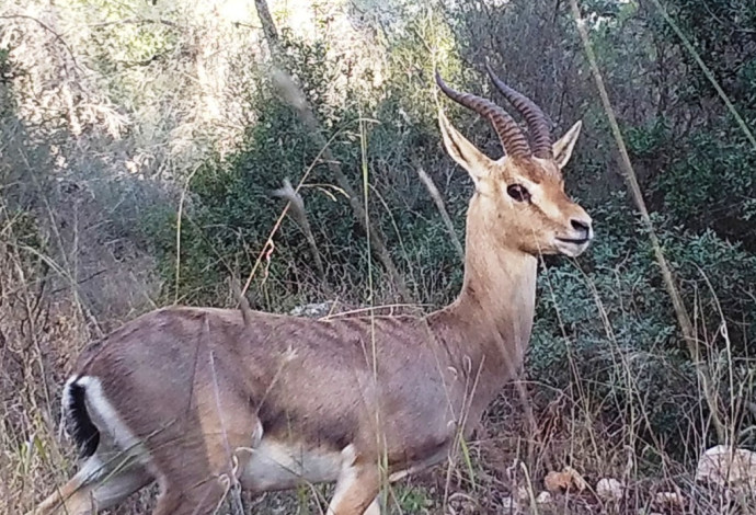 צבי ארץ-ישראלי (צילום:  אורי שגב, באמצעות מצלמת שביל)