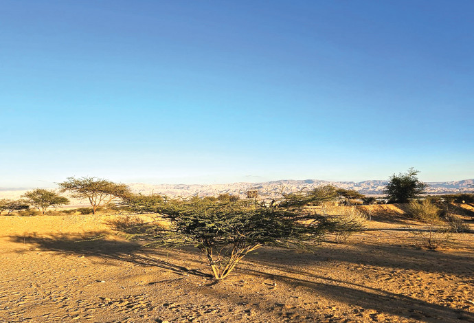 סיור בוטני לטו בשבט בנחל גידרון (צילום:  הילה אלבז, הערבה התיכונה)
