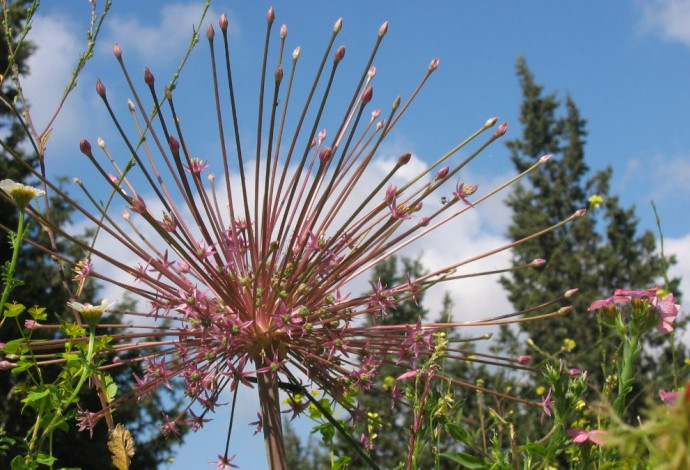 שום הגלגל (צילום:  באדיבות רמת הנדיב)
