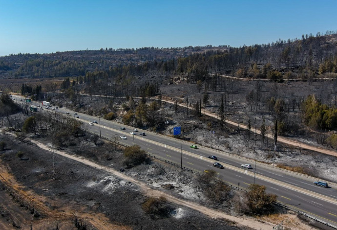 תיעוד היערות השרופים בירושלים לאחר שריפות הענק (צילום:  שלומי אמסלם, ארכיון הצילומים של קק״ל)