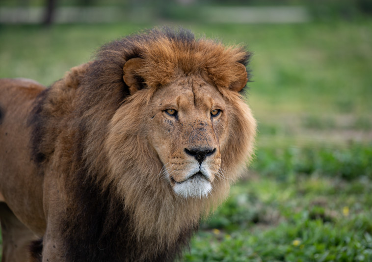 מבלי לצאת מהבית: ביקור וירטואלי אצל החיות בספארי | מעריב