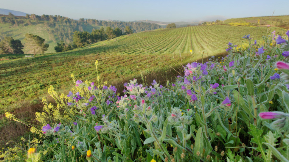 יקב הרי גליל - כרמים (צילום: יובל דקס)