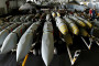 פצצות JDAM (צילום: רויטרס)