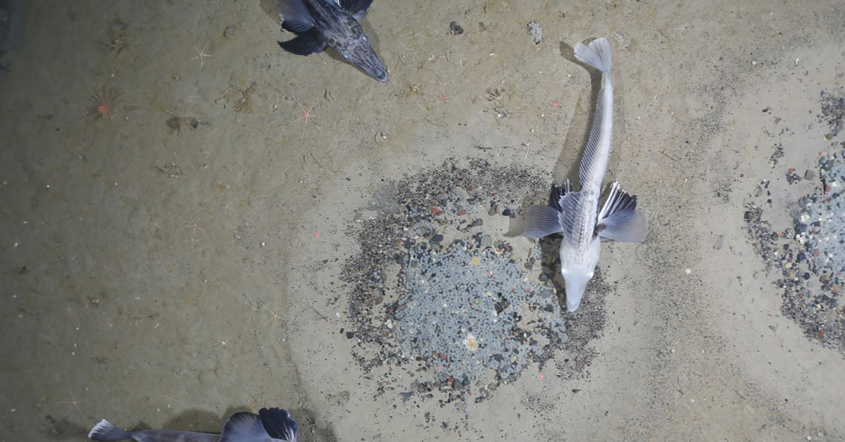 Creation born Horror שקוף מתחת למים: מושבת הדגים הגדולה בעולם התגלתה במקום קפוא | חדשות מעריב