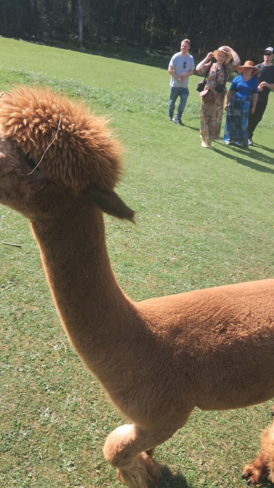 חוות אלפקות בטרקאי, ליטא