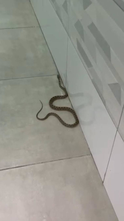 נחש בבניין בטבריה