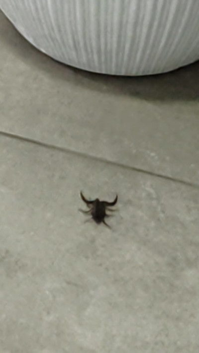 עקרב בטבריה