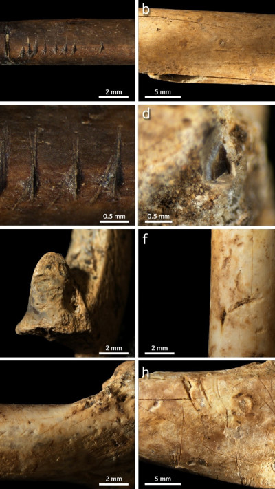 משלחת החפירות בטרסת מערת הנחל