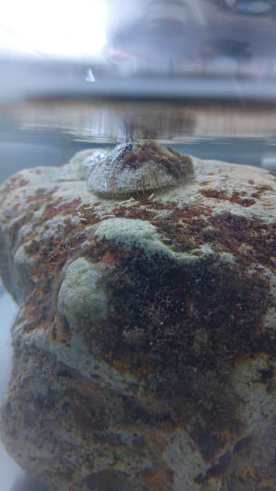 המעבדה של פרופ' גיל רילוב, המכון לחקר ימים ואגמים