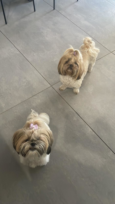 זוג הכלבים של עופר מנדל