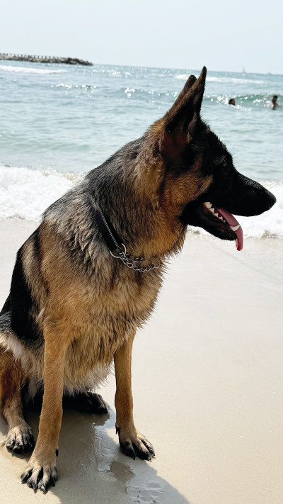 לונה, הכלבה של דורון נתנאל הס