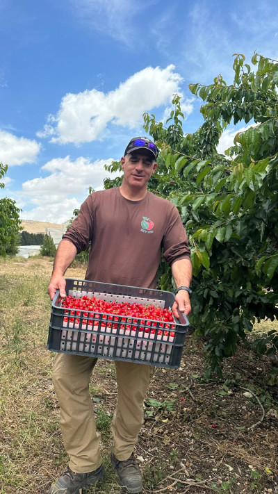 חקלאים בישראל מעבירים מזון לתרומה בשדות