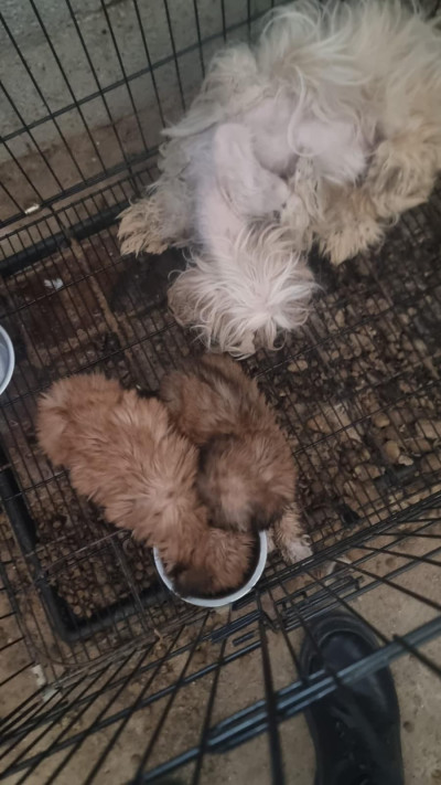 חילוץ כלבים מ''מטחנת גורים'' בצפון