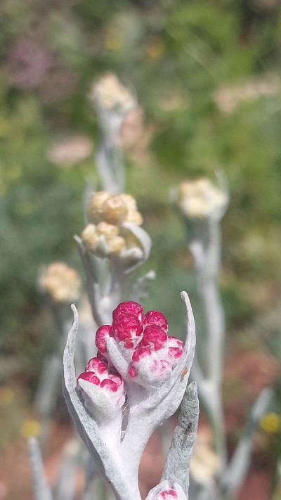 פרח דם המכבים במופע אלבינו, בגן המקלט בציפורי