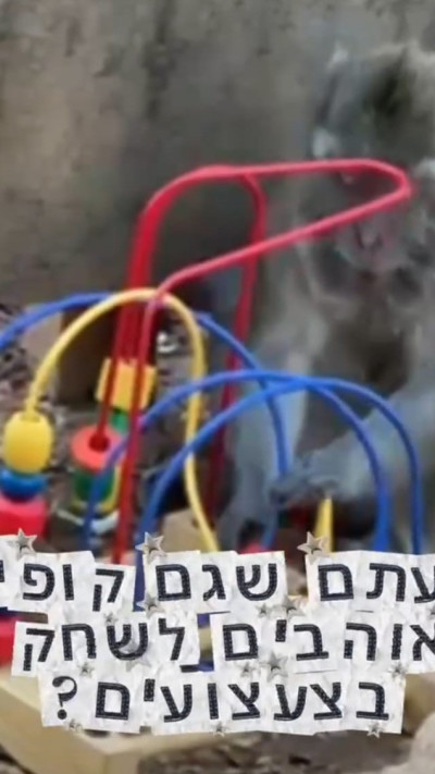 הקוף המנחש מהרשתות החברתיות, יכריע את גמר המונדיאל?