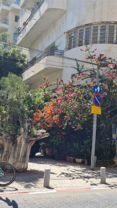 שכונת נגה ביפו