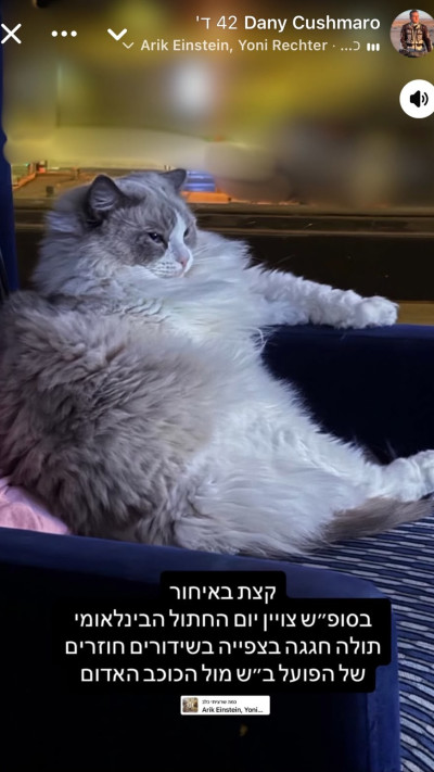 החתולה של דני קושמרו (צילום: אינסטגרם)