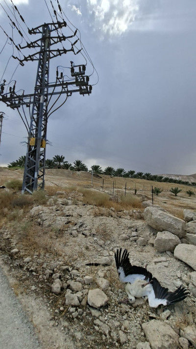 חסידה לבנה התחשמלה למוות על עמוד חשמל, בקעת הירדן