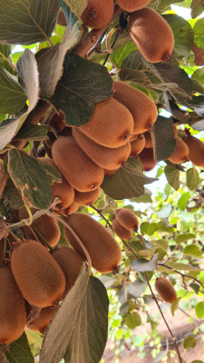 קיווי מזן ברונו
