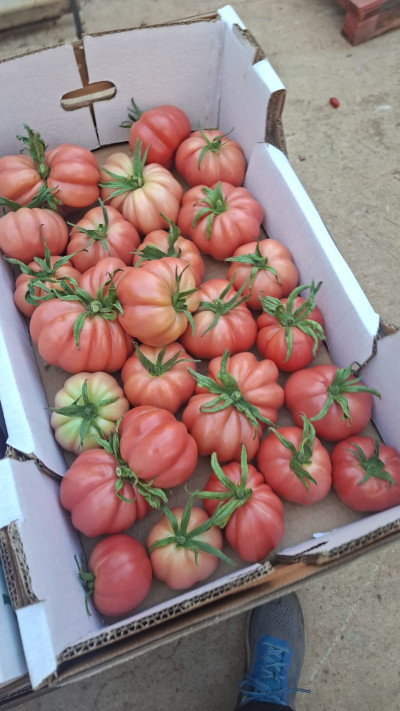 הירקות המיוחדים של תמר בוברוביץ