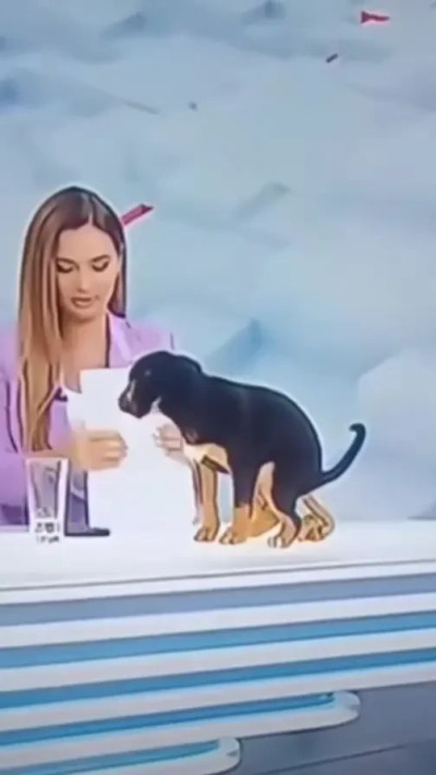 עשה את צרכיו אל מול המצלמות