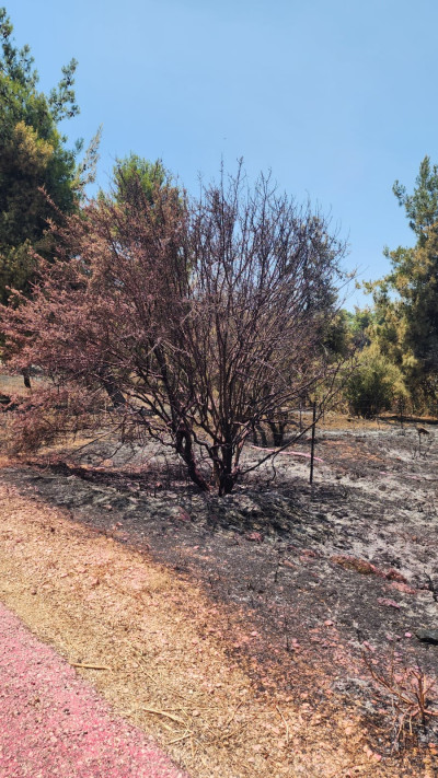 השריפות בצפון