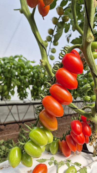 עגבניות שרי