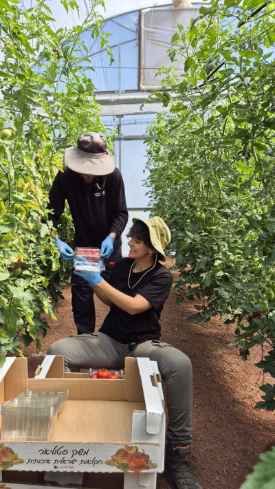 קטיף עגבניות (צילום: היחידה לחקלאות וחדשנות גולן)