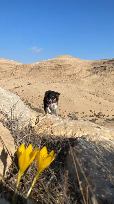 חלומוניות ברכס בוקר 