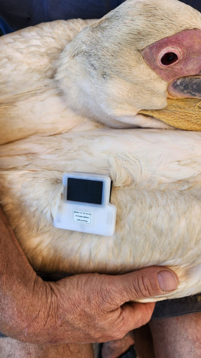 המשדר לאחר הרכבה 