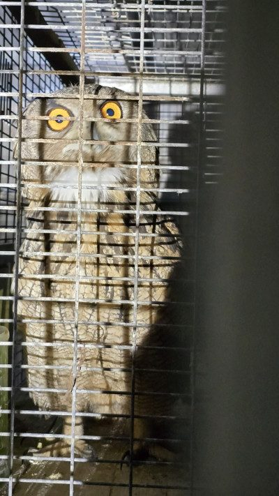 מחיות הבר שנתפסו - אוח